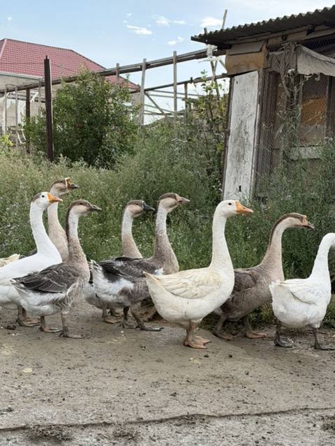 Qaz sürüsü — iri yerli təsərrüfat cinsləri - Say: şəkillərdə — Bakı