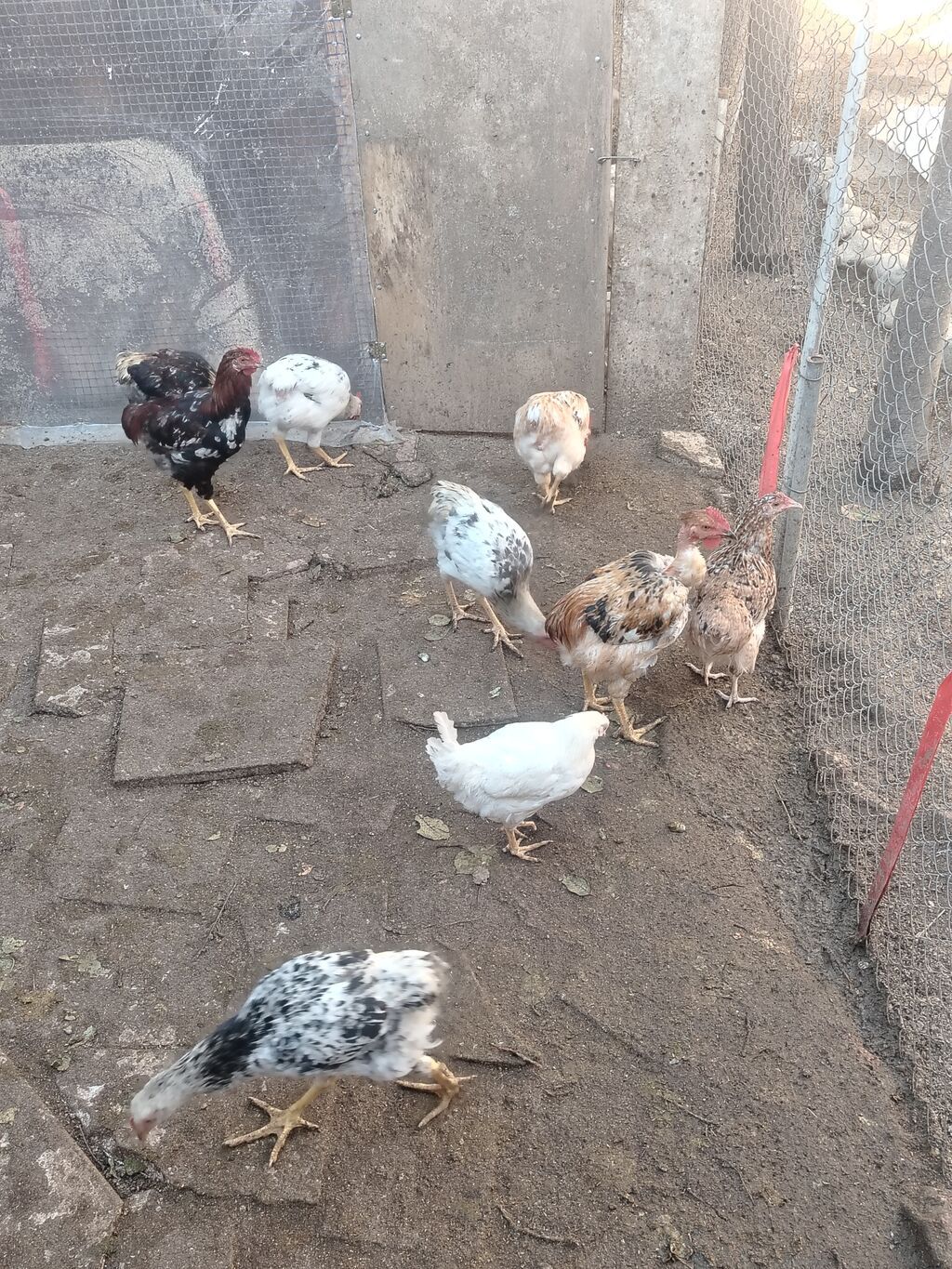 Toyuq, Yumurtalıq — Toyuq və xoruz, Gəncə (3)