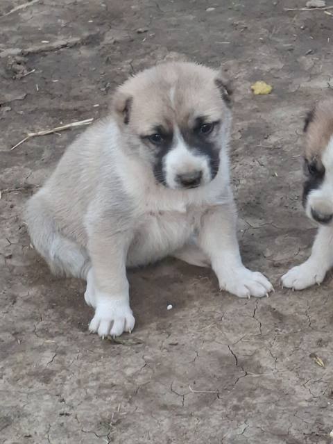Kanqal — 100 ₼ · Cəlilabad · Köpəklər Kanqal — Cəlilabad