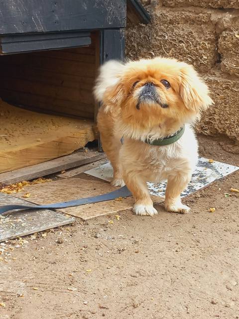 Pekines, 1 il, Dişi — Digah