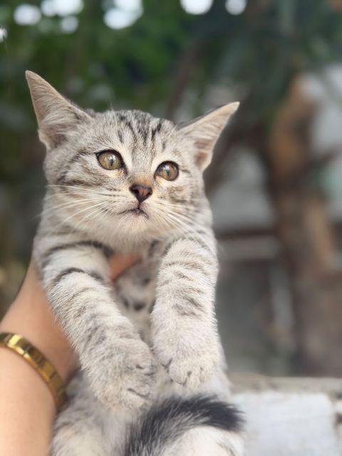 Tabbi — Bakı