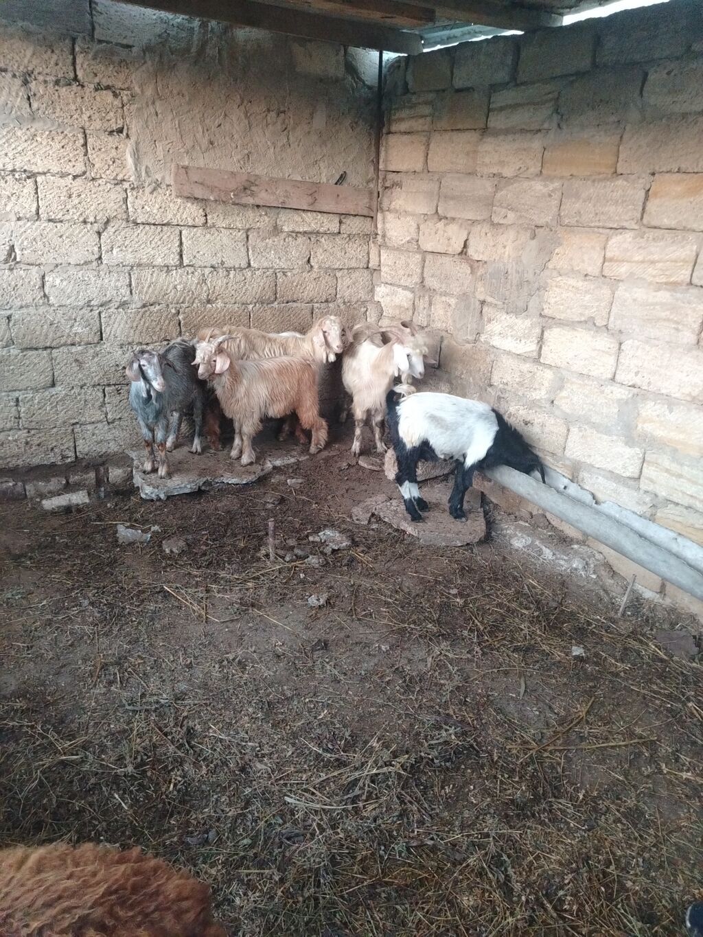 Salam. Cepiwder satilir 6denedi helepden donmadi erkeydilar — Kənd təsərrüfatı heyvanları, Saray (2)