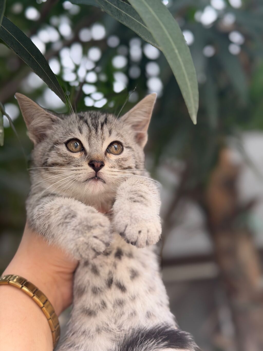 Tabbi — Pişiklər, Bakı (6)