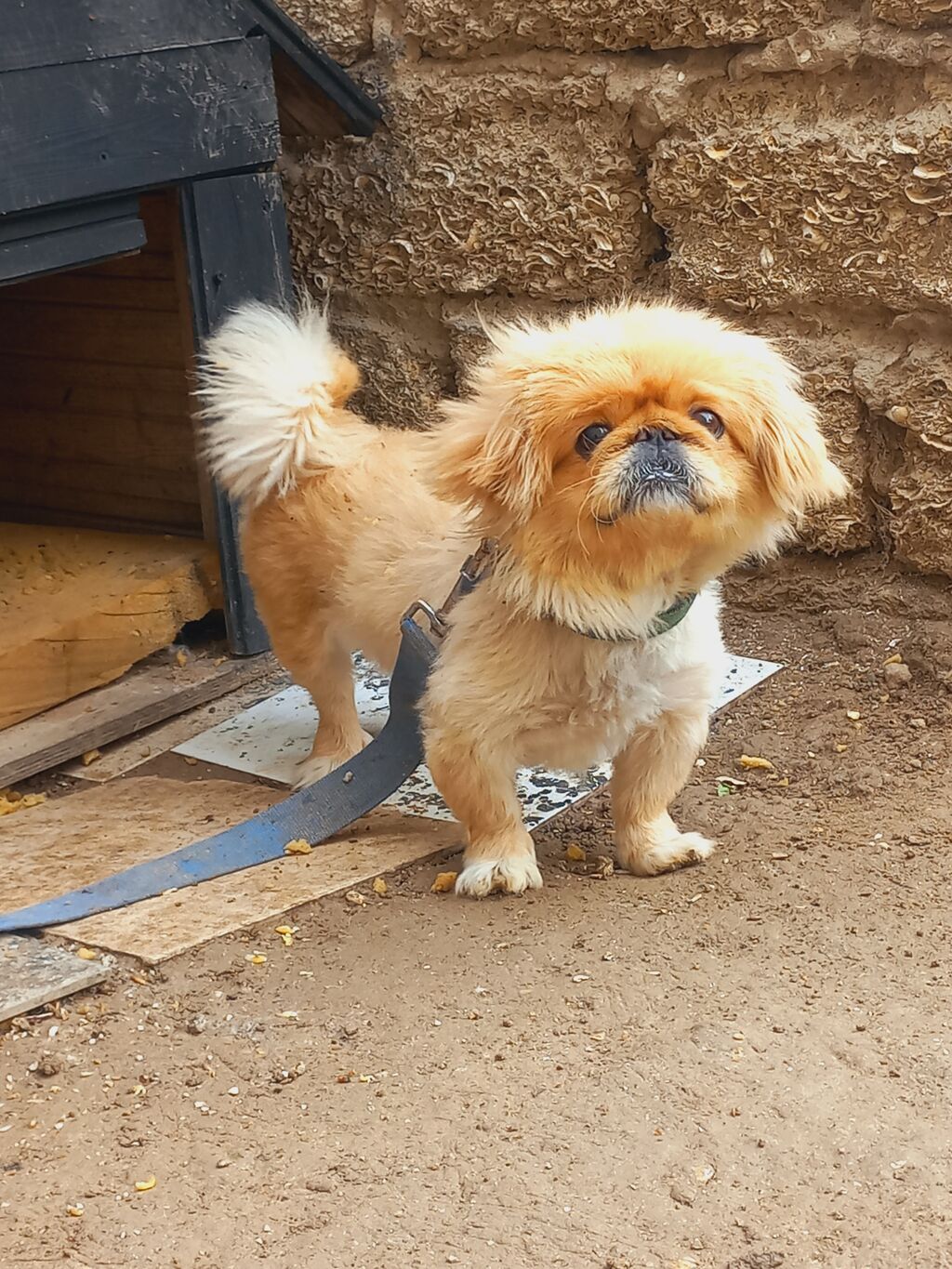 Pekines, 1 il, Dişi — Köpəklər, Digah (2)