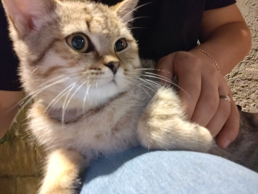 Tabbi, Dişi, Yaxşı əllərə — Pişiklər, Mingəçevir (3)