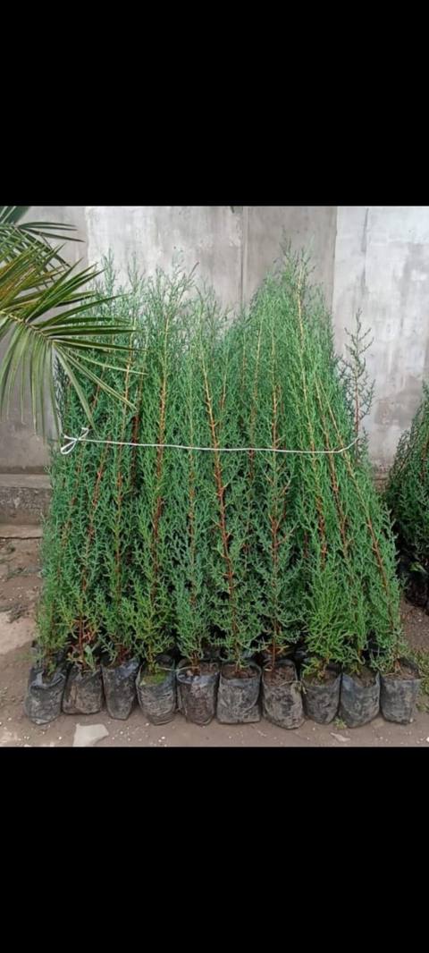 Thuja (arborvitae) əkiləcək tinglər - Növ: həmişəyaşıl iynəyarpaq — Digah