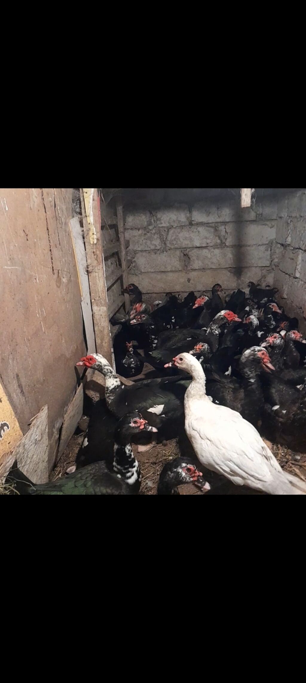 Digər quşlar — Digərləri, Digah (2)
