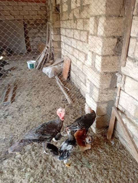 Hind quşları satılır 1 erkey 2 dişi — Digah