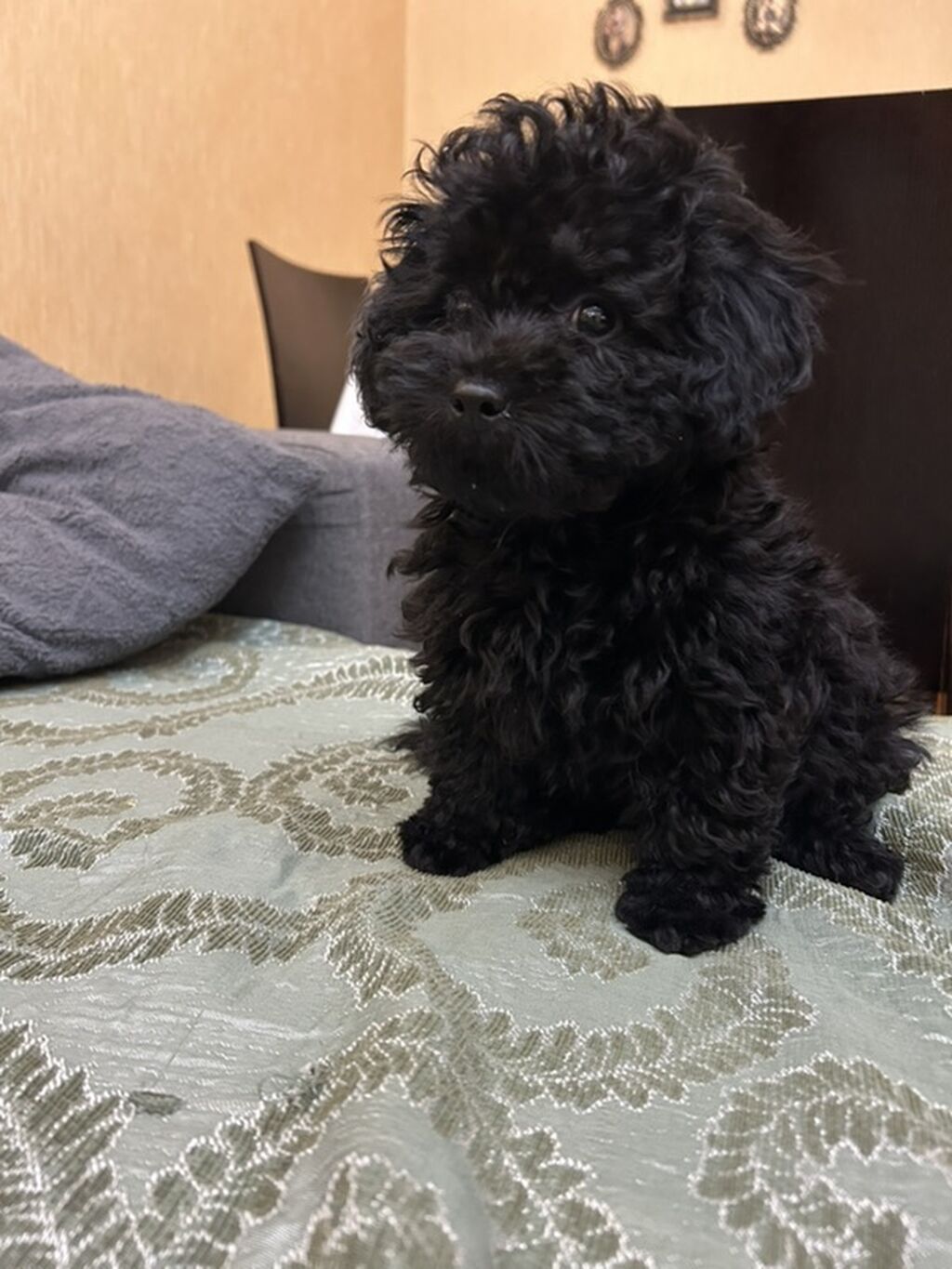 Pudel, 5 ay, Erkək, Peyvəndli — Köpəklər, Bakı (2)