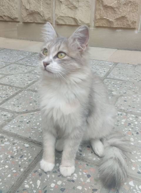 Şotland, Dişi — 100 ₼ · Bakı · Pişiklər Şotland, Dişi — Bakı