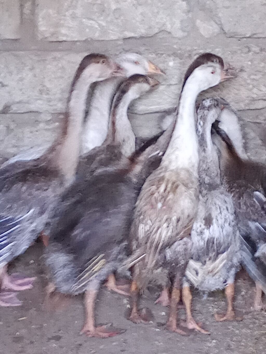 Erkək, Linda, Damazlıq, Ünvandan götürmə — Digərləri, Digah (9)