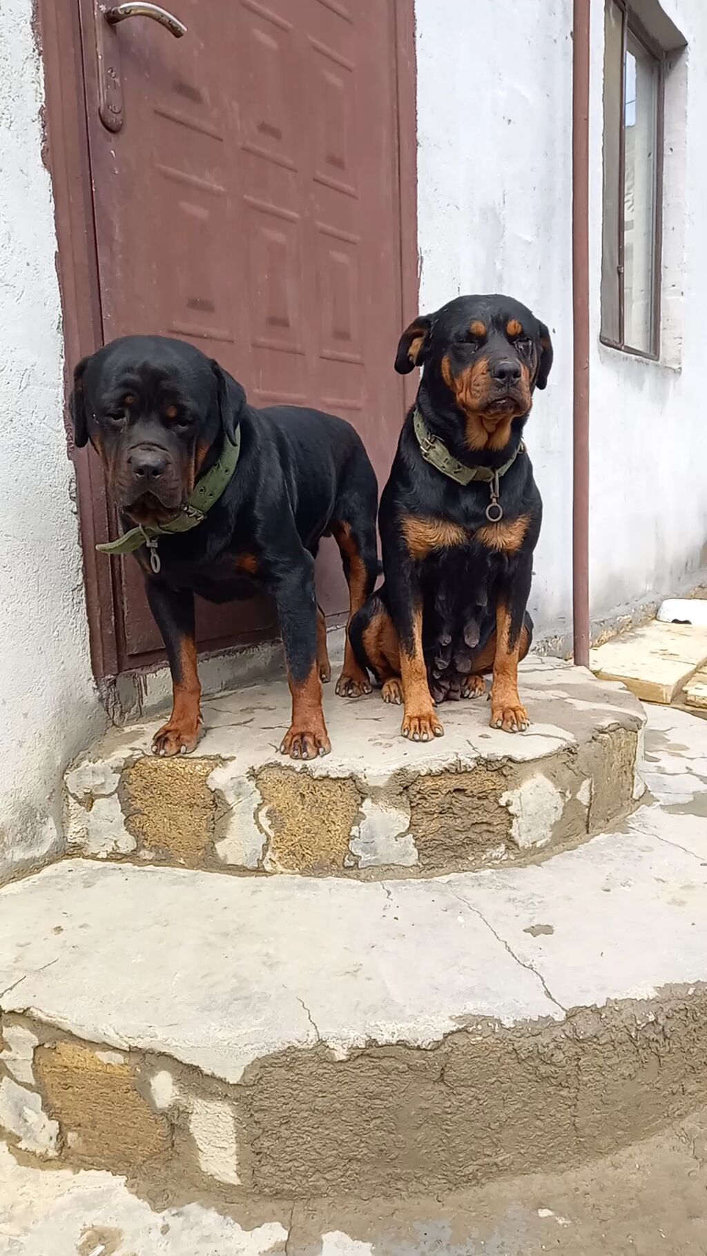 Rotveyler, 2 ay, Erkək, Peyvəndli, Ünvandan götürmə