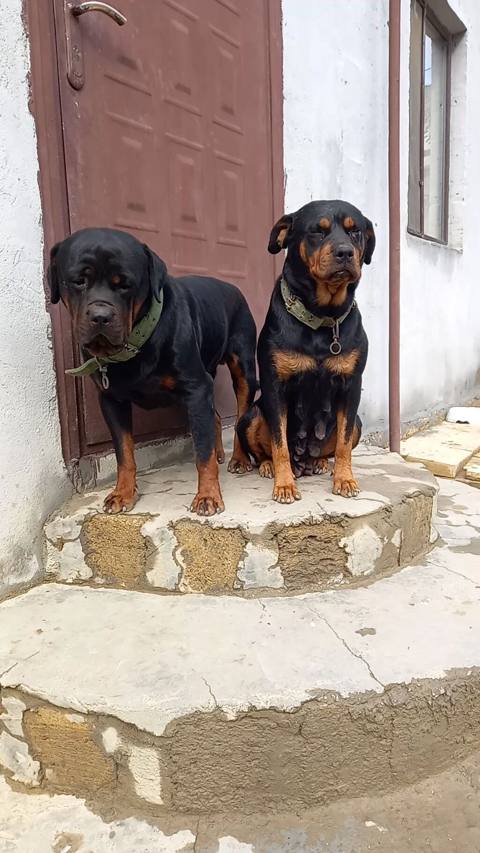 Rotveyler, 2 ay, Erkək, Peyvəndli, Ünvandan götürmə — Digah