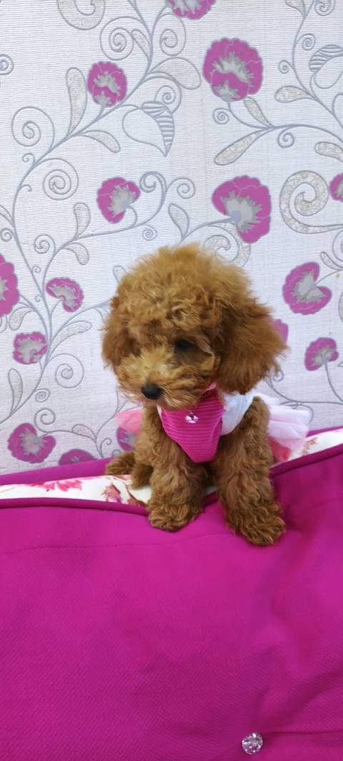Pudel, 4 ay, Dişi — 600 ₼ · Baku · Köpəklər Pudel, 4 ay, Dişi — Baku