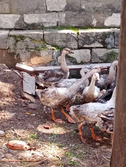Dişi, Linda, Damazlıq, Ünvandan götürmə — Digah