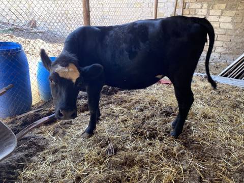 1 cı qarına 4 ay 11 gunluy bogazdı sunı mayanlanma olub jersey — 3 500 ₼ · Mehdiabad · Kənd təsərrüfatı heyvanları 1 cı qarına 4 ay 11 gunluy bogazdı sunı mayanlanma olub jersey — Mehdiabad