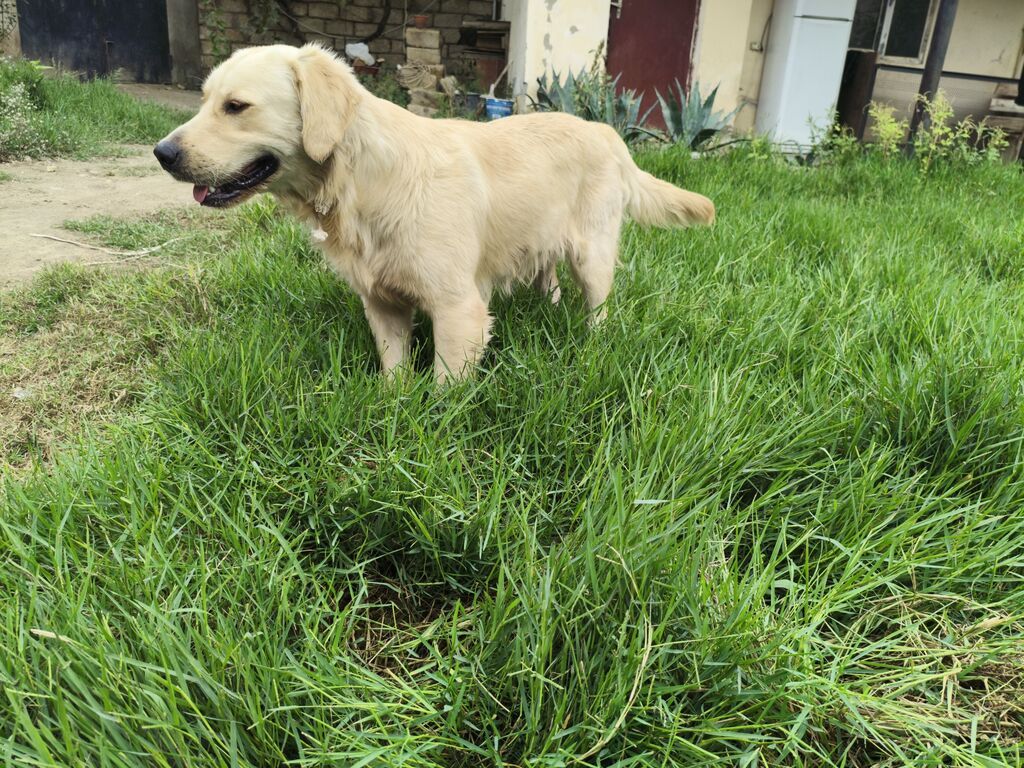 Retriever, Erkək — Köpəklər, Digah (4)