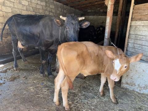 3 cu qarına dogub altında 3 aylıq sunı mayalanma dışı danası var ıney — 4 300 ₼ · Mehdiabad · Kənd təsərrüfatı heyvanları 3 cu qarına dogub altında 3 aylıq sunı mayalanma dışı danası var ıney — Mehdiabad