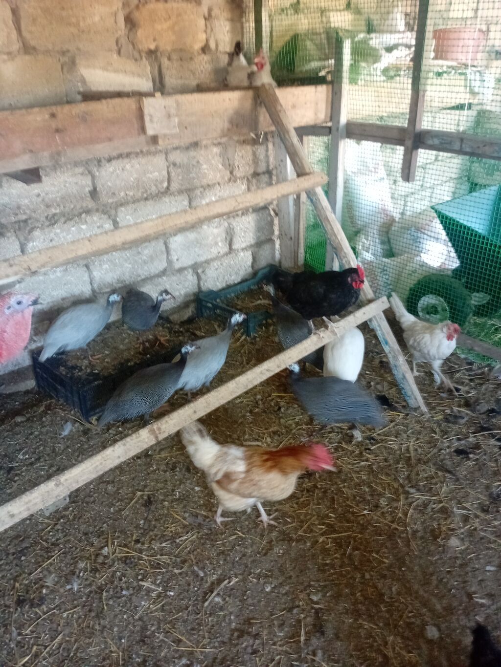 Cavan fireng satram — Kənd təsərrüfatı heyvanları, Digah (2)