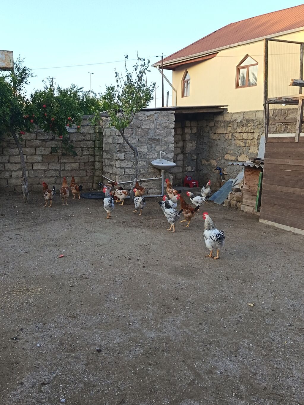 Xoruz, il: <1, Pulsuz çatdırılma — Toyuq və xoruz, Digah (2)