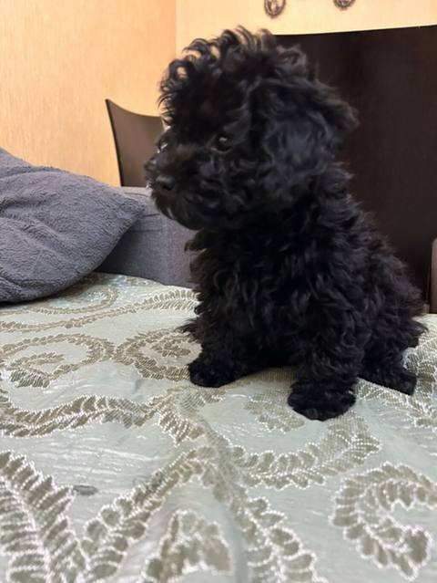 Pudel, 5 ay, Erkək, Peyvəndli — Bakı