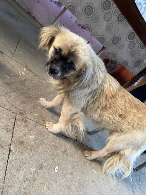 Pekines, 2 il, Dişi, Ünvandan götürmə — 110 ₼ · Баку · Köpəklər Pekines, 2 il, Dişi, Ünvandan götürmə — Баку