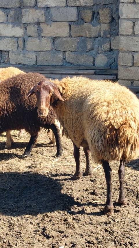 Dişi, Qala, il: 3, Damazlıq, Ünvandan götürmə — Bakı
