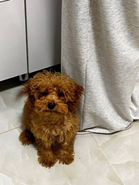 Pudel, 4 ay, Erkək — Bakı