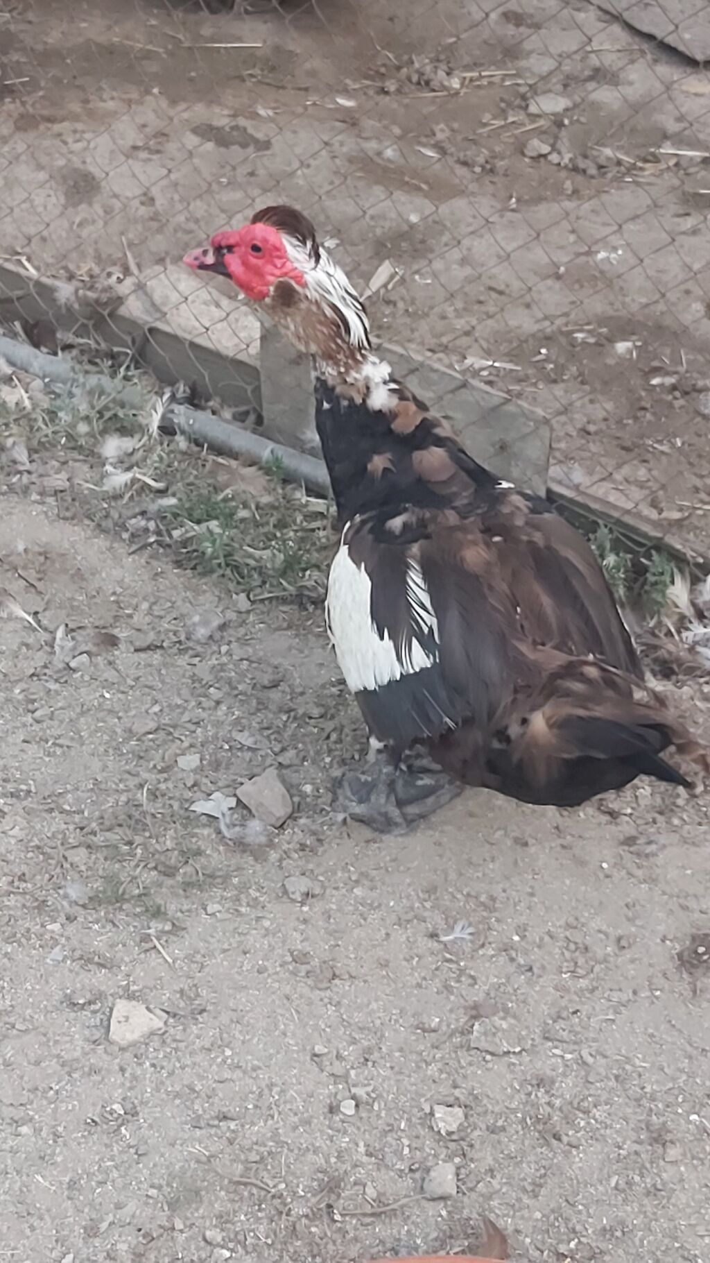 Erkək, Lal ördək, Damazlıq — Digərləri, Digah (4)