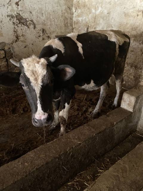 1 cı qarına holiteyn Duye 2 aylıq bogazdı sunı mayalanma olub duyenın — 3 300 ₼ · Mehdiabad · Kənd təsərrüfatı heyvanları 1 cı qarına holiteyn Duye 2 aylıq bogazdı sunı mayalanma olub duyenın — Mehdiabad