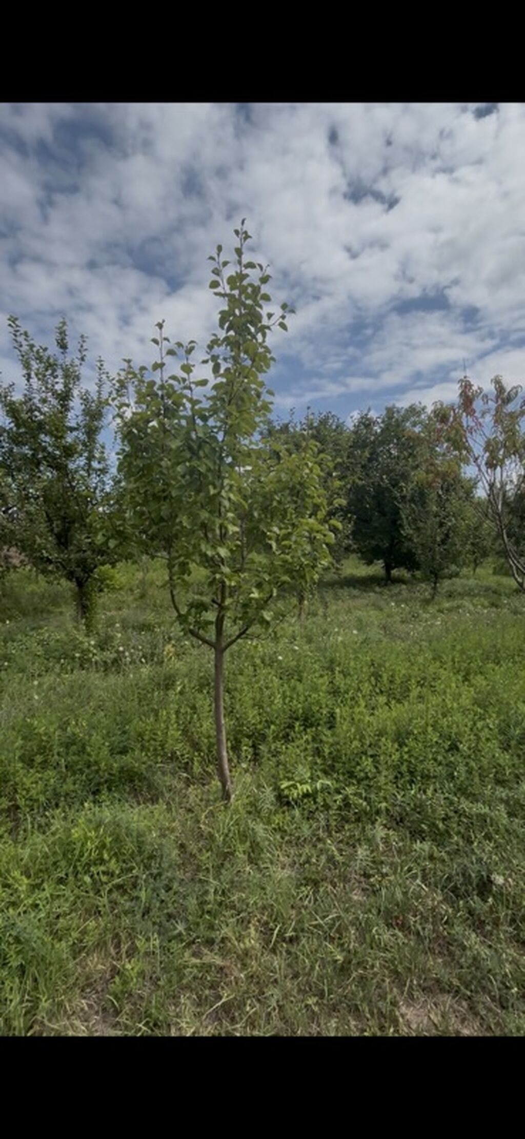 Kənd təsərrüfatı — Torpaq, Tovuz (4)