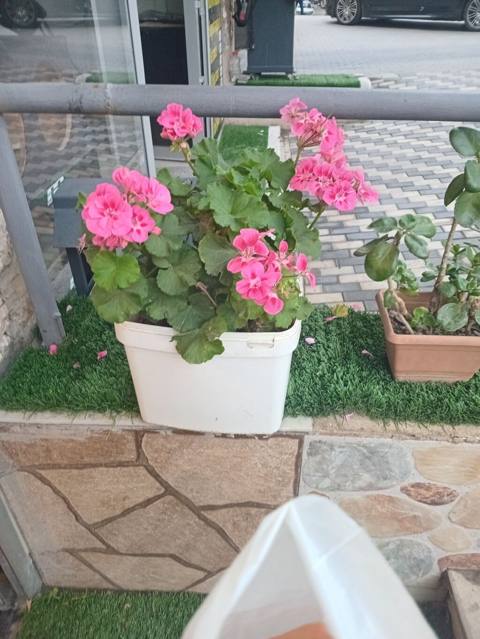 Məhsul: Saksi geranium (zonal sardunya) – çəhrayı çiçəkli Təsvir — 12 ₼ · Bakı · Qapı bitkələri Məhsul: Saksi geranium (zonal sardunya) – çəhrayı çiçəkli Təsvir — Bakı