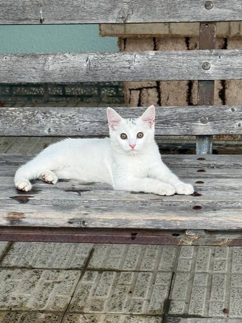 Anqorrrrr ĞAğ pişik balası – zərif və səliqəli görünüşlü. Qısa — Baku