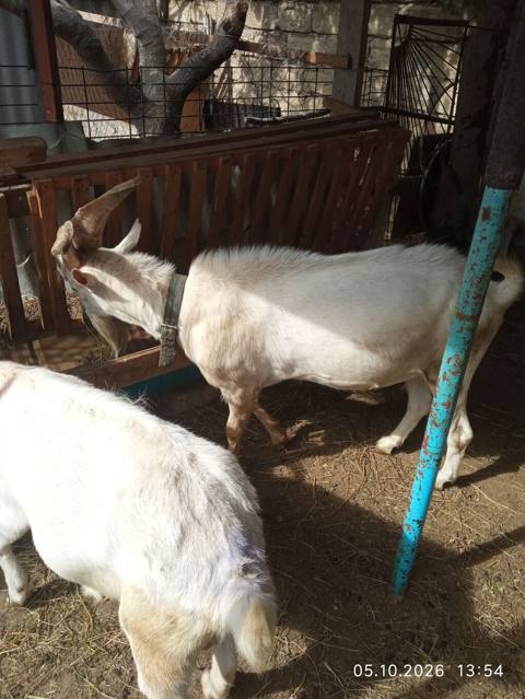Ağ rəngli keçilər – təsərrüfat üçün -Təmiz qan Sanni təkə. gələn — 550 ₼ · Saray · Kənd təsərrüfatı heyvanları Ağ rəngli keçilər – təsərrüfat üçün -Təmiz qan Sanni təkə. gələn — Saray