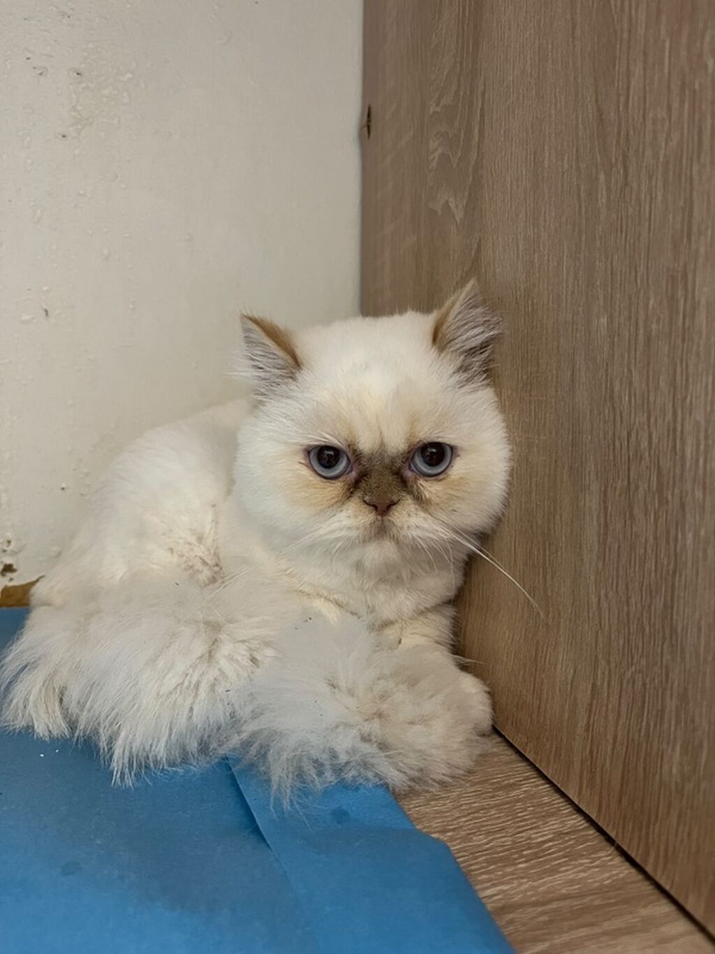 Ekzot — Pişiklər, Bakı (2)