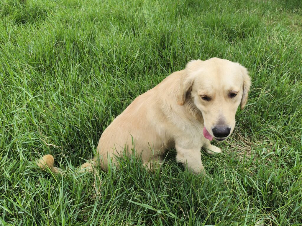 Retriever, Erkək — Köpəklər, Digah (8)