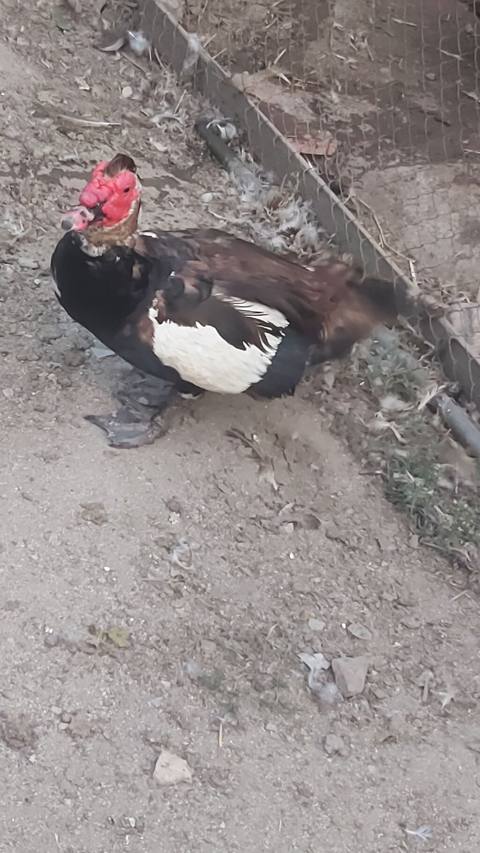 Erkək, Lal ördək, Damazlıq — 40 ₼ · Digah · Digərləri Erkək, Lal ördək, Damazlıq — Digah