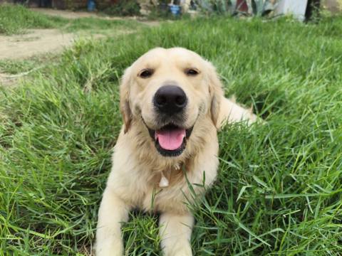 Retriever, Erkək — 120 ₼ · Digah · Köpəklər Retriever, Erkək — Digah