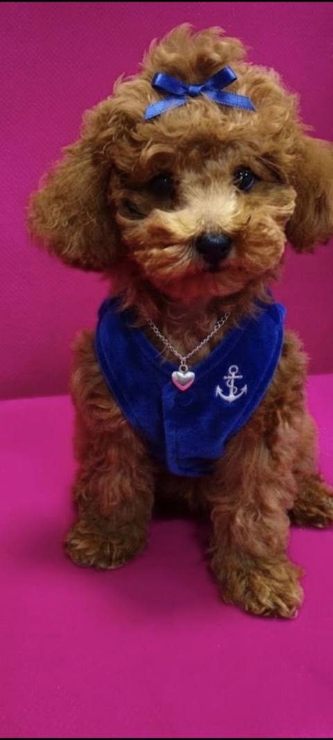Toy Poodle satılır 4 aylıqdı vaksinləri olunub və pasportuda — Баку