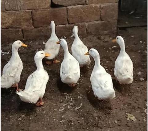 Ağ rəngli ördəklər – yerli təsərrüfatda böyüdülmüş sürü — 15 ₼ · Digah · Digərləri Ağ rəngli ördəklər – yerli təsərrüfatda böyüdülmüş sürü — Digah