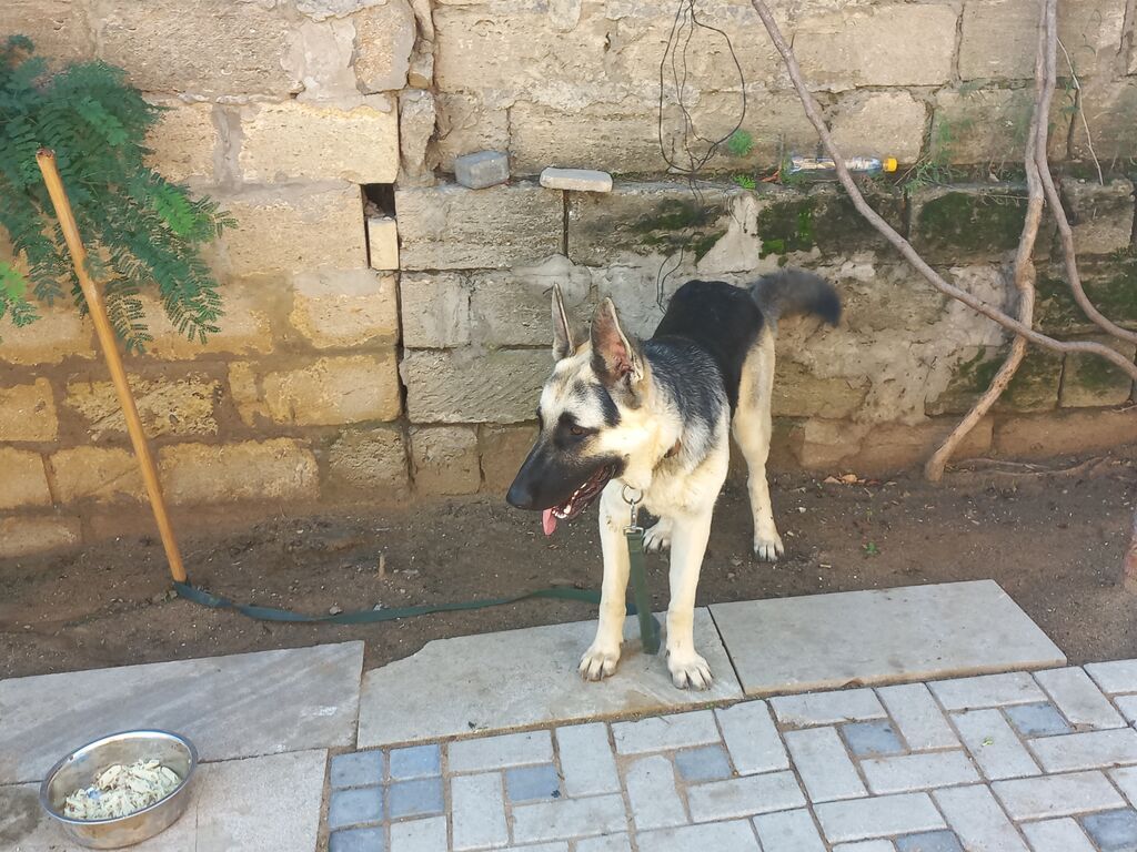 Alman çoban iti, Erkək, Peyvəndli — Köpəklər, Digah (3)