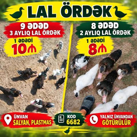 Məhsul: Lal ördək - 3 aylıq lal ördək: 9 ədəd mövcuddur - Qiymət — Salyan