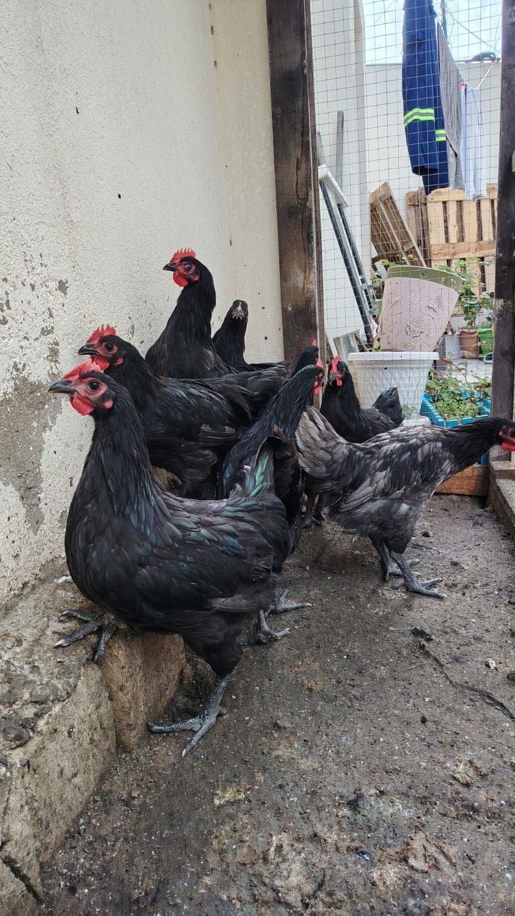 Toyuq, Australorp, Yumurtalıq — Toyuq və xoruz, Bakı (5)