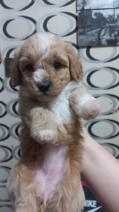 Pudel, 1 ay — Жануарлар