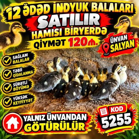 12 ədəd indiyuk balası – hamısı birlikdə satılır. Xüsusiyyətlər — Salyan