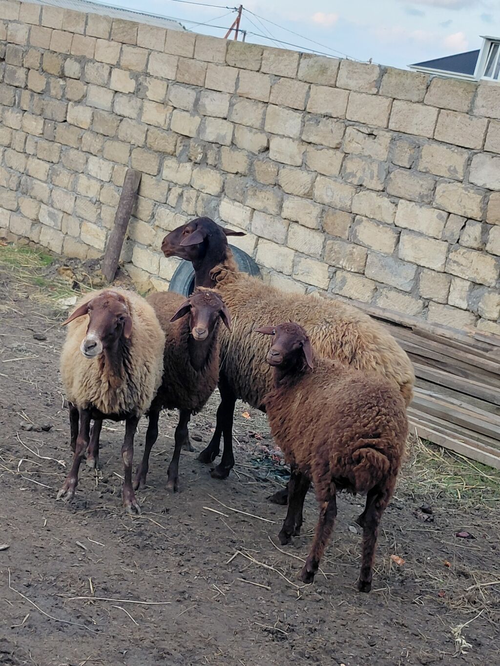Dişi, il: 3, Damazlıq, Ünvandan götürmə — Kənd təsərrüfatı heyvanları, Bakı (4)