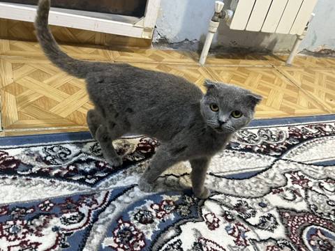 Şotland yastı qulaq — 80 ₼ · Digah · Pişiklər Şotland yastı qulaq — Digah