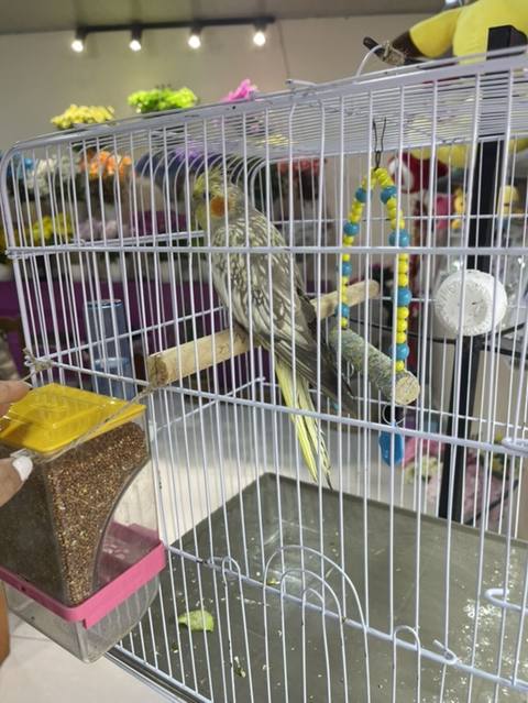 Sultan papuqayı (cockatiel) üçün qəfəs komplekti. Ağ rəngli metal — 60 ₼ · Баку · Qəfəslər Sultan papuqayı (cockatiel) üçün qəfəs komplekti. Ağ rəngli metal — Баку