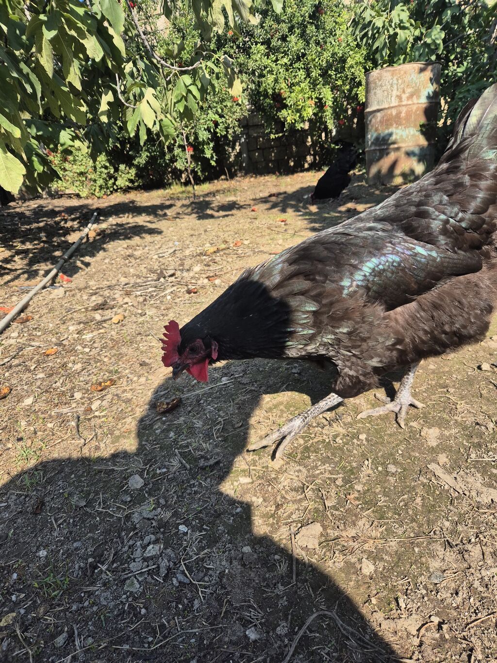 Toyuq, Australorp, Damazlıq — Toyuq və xoruz, Bakı (3)