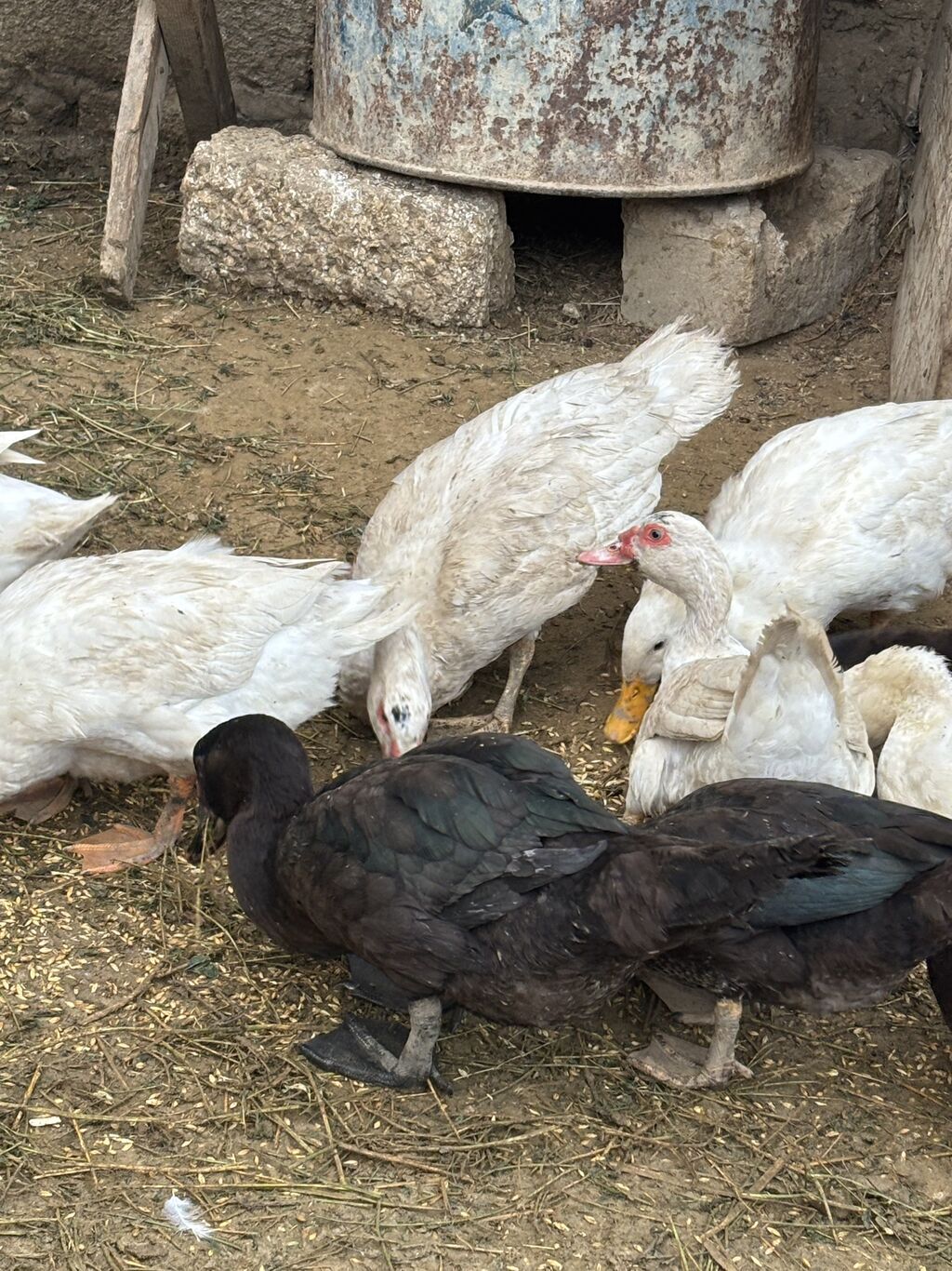 Salam Alekum hamsı satılır kom 17 manatdır — Digərləri, Digah (5)